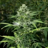 thumb of OG Kush CBD Feminized by WeedSeedsExpress grown by WSE