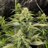 thumb of OG Kush Feminized by WeedSeedsExpress grown by WSE