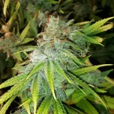 thumb of Peanut Butter Breath Feminized by WeedSeedsExpress grown by Rock_n_Roll_Randy