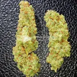 thumb of Peanut Butter Breath Feminized by WeedSeedsExpress grown by Rock_n_Roll_Randy