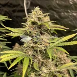 thumb of Pennywise Feminized by WeedSeedsExpress grown by WSE