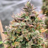 thumb of Permanent Marker Feminized by WeedSeedsExpress grown by Dabking