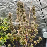 thumb of Permanent Marker Feminized by WeedSeedsExpress grown by Dabking