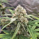 thumb of Permanent Marker Feminized by WeedSeedsExpress grown by Dabking