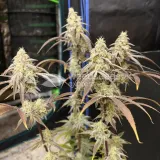 thumb of Permanent Marker Feminized by WeedSeedsExpress grown by Ninjabuds