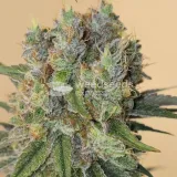 thumb of Permanent Marker Feminized by WeedSeedsExpress grown by Tropicannibis_Todd
