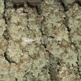 thumb of Permanent Marker Feminized by WeedSeedsExpress grown by Tropicannibis_Todd