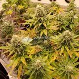 thumb of Pineapple Express by WeedSeedsExpress grown by CorinnaFarm