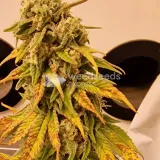 thumb of Pineapple Express by WeedSeedsExpress grown by CorinnaFarm