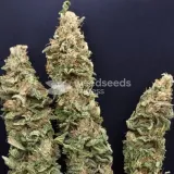 thumb of Pineapple Express by WeedSeedsExpress grown by CorinnaFarm