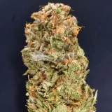thumb of Pineapple Express by WeedSeedsExpress grown by CorinnaFarm