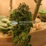 thumb of Pinkman Goo by WeedSeedsExpress grown by Silky_smooth