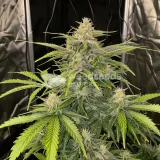 thumb of Power Kush Feminized by WeedSeedsExpress grown by WSE