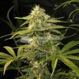 thumb of Power Kush Feminized by WeedSeedsExpress grown by WSE