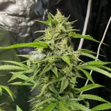 thumb of Pure Power Plant Feminized by WeedSeedsExpress grown by WSE