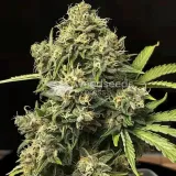 thumb of Pure Power Plant Feminized by WeedSeedsExpress grown by WSE