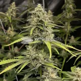 thumb of Runtz Autoflower by WeedSeedsExpress grown by WSE