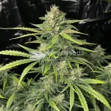 thumb of Runtz Autoflower by WeedSeedsExpress grown by WSE