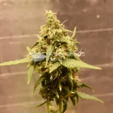 thumb of Santa Maria Auto by WeedSeedsExpress grown by Silky_smooth