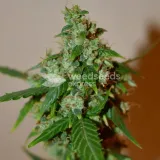 thumb of Santa Maria Auto by WeedSeedsExpress grown by Silky_smooth