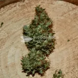 thumb of Santa Maria Auto by WeedSeedsExpress grown by Silky_smooth