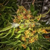 thumb of Sexxpot by WeedSeedsExpress grown by magamxbbweed