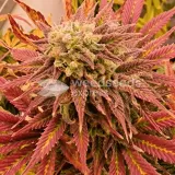 thumb of Sirius Black by WeedSeedsExpress grown by CorinnaFarm