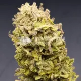 thumb of Sirius Black by WeedSeedsExpress grown by CorinnaFarm