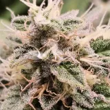 thumb of Sleepy Joe OG by WeedSeedsExpress grown by AsNoriu