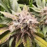 thumb of Sleepy Joe OG by WeedSeedsExpress grown by AsNoriu