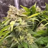 thumb of Sleepy Joe OG by WeedSeedsExpress grown by AsNoriu