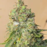 thumb of Sleepy Joe OG by WeedSeedsExpress grown by Tropicannibis_Todd