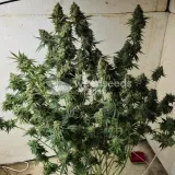 thumb of Sleepy Joe OG by WeedSeedsExpress grown by Tropicannibis_Todd