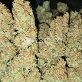 thumb of Sleepy Joe OG by WeedSeedsExpress grown by Tropicannibis_Todd