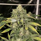 thumb of Snow White Feminized by WeedSeedsExpress grown by WSE