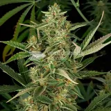 thumb of Snow White Feminized by WeedSeedsExpress grown by WSE