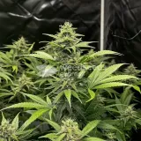 thumb of Sour Diesel Autoflower by WeedSeedsExpress grown by WSE