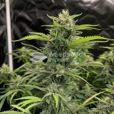 thumb of Sour Diesel Feminized by WeedSeedsExpress grown by WSE