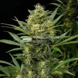 thumb of Stardawg Feminized by WeedSeedsExpress grown by WSE