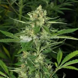 thumb of Strawberry Cough Feminized by WeedSeedsExpress grown by WSE