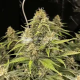 thumb of Strawberry Kush Feminized by WeedSeedsExpress grown by WSE