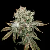 thumb of Sunset Sherbet by WeedSeedsExpress grown by Stoneys_Raw_Herb