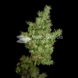thumb of Sunset Sherbet by WeedSeedsExpress grown by Stoneys_Raw_Herb