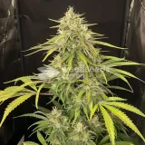 thumb of Super Lemon Haze Feminized by WeedSeedsExpress grown by WSE