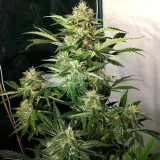 thumb of Super Silver Haze Feminized by WeedSeedsExpress grown by WSE