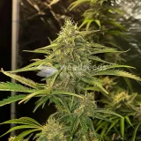 thumb of Swiss Cheese Feminized by WeedSeedsExpress grown by WSE