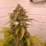 thumb of Wedding Cake Auto by WeedSeedsExpress grown by AsNoriu