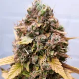 thumb of Wedding Cake Auto by WeedSeedsExpress grown by AsNoriu