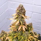 thumb of Wedding Cake Auto by WeedSeedsExpress grown by AsNoriu