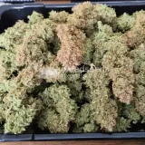 thumb of Wedding Cake Auto by WeedSeedsExpress grown by AsNoriu